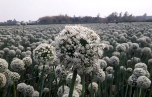 dinajpur 2 20250319075237